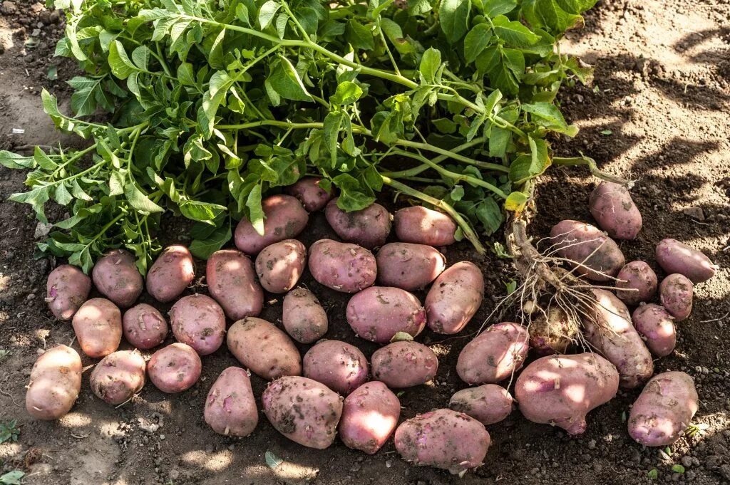 Картошка - купить в Ачинске, цена 200 руб., продано 12 мая 2023 - Продукты питан