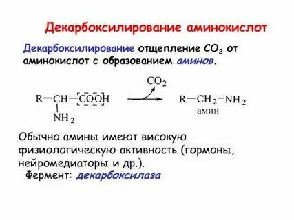 Биологическая роль декарбоксилирования аминокислот