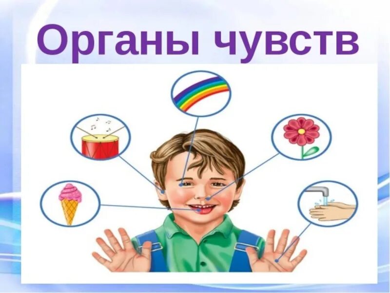 Сложные органы чувств. Органы чувств. Органы чувств для детей. Органы чувств схема. Рисунок на тему органы чувств.