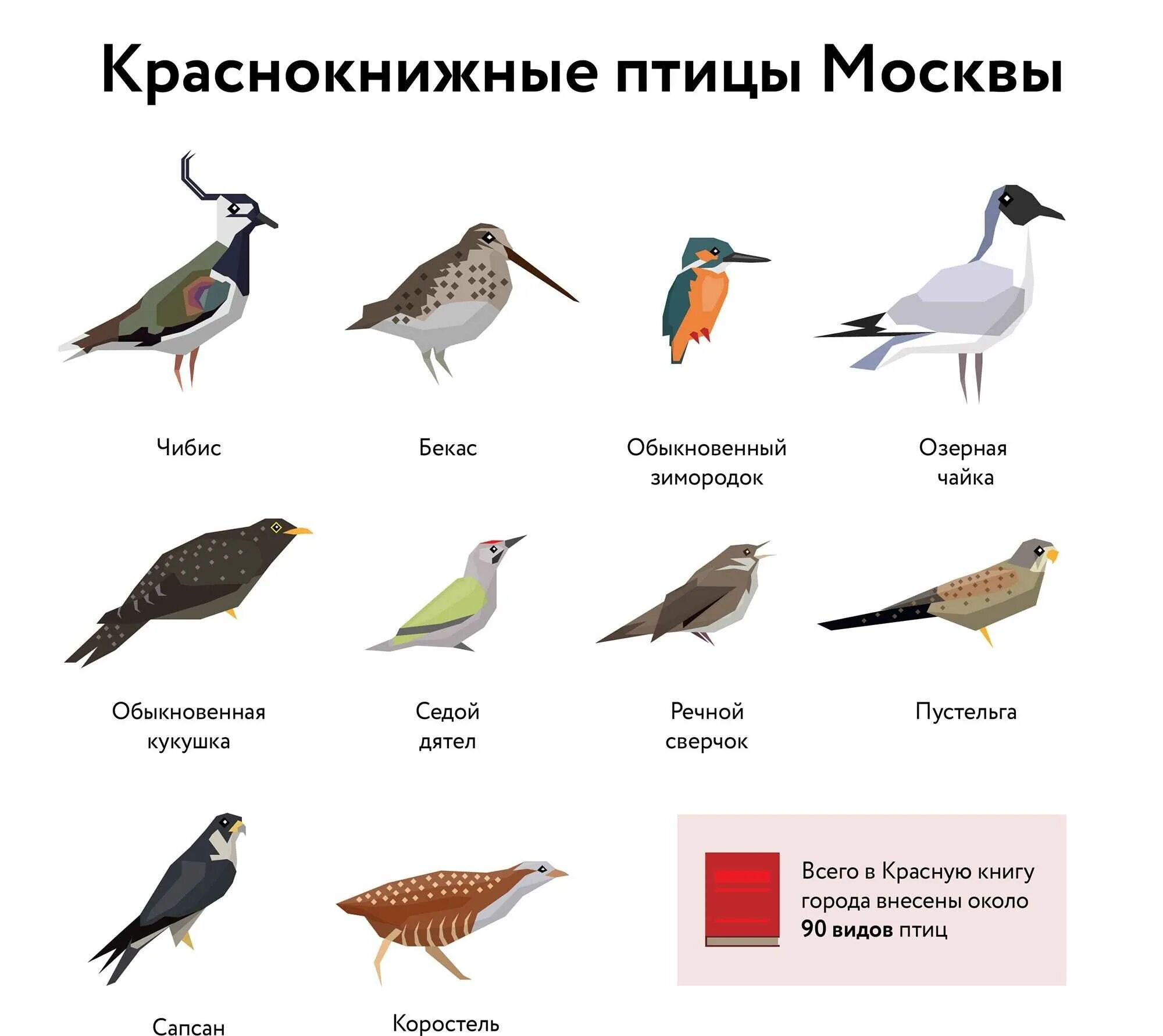 Птица г 6 б. Птицы. Разновидности птиц. Название птиц. Поици которые живут в городе.