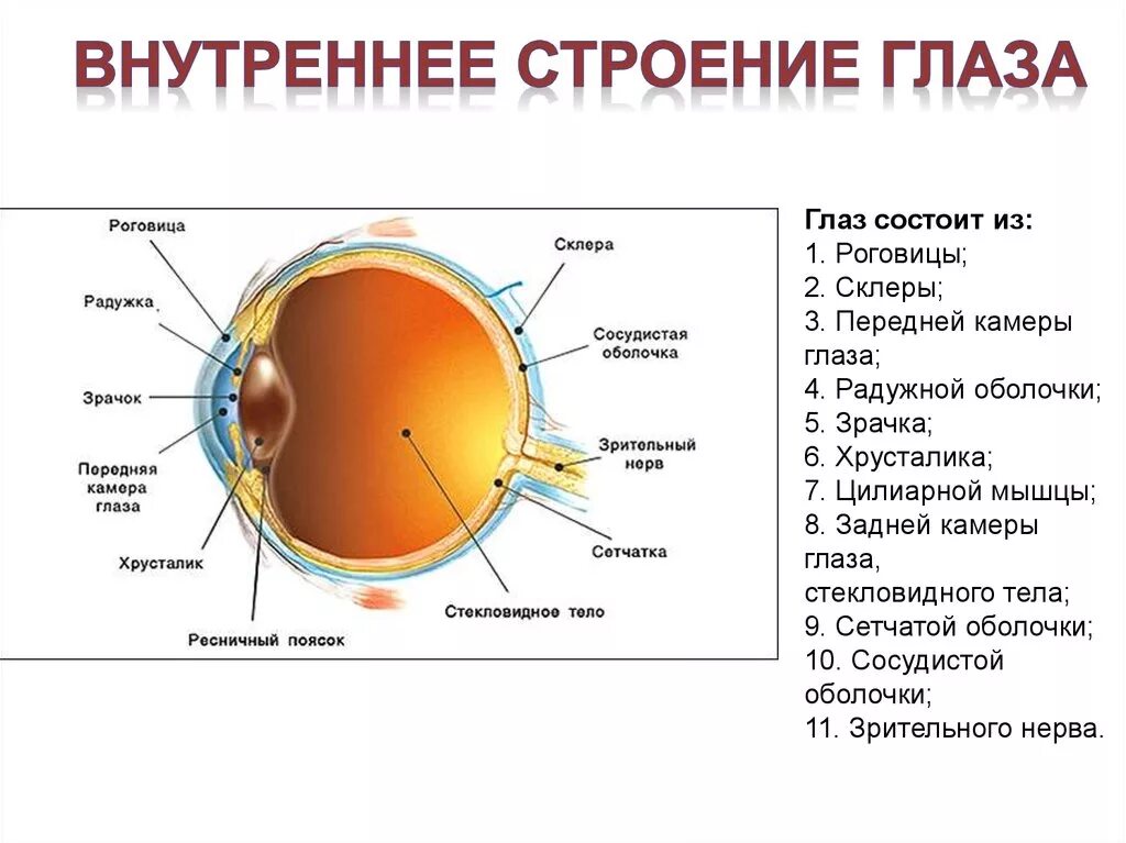 Защита от механических и химических повреждений глаза. Строение глаза. Внутреннее строение глаза. Глаз строение глаза человека. Защита от механических и химических повреждений