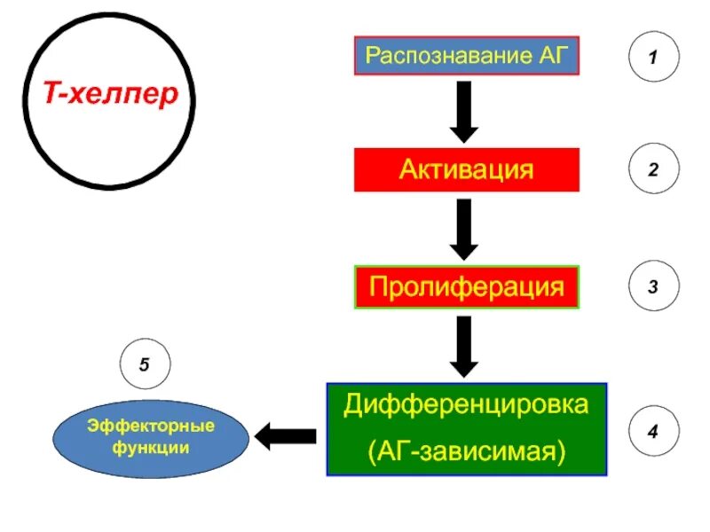 Т зависимые. Активация пролиферации. Дифференцировка т хелперов. Дифференцировка т киллеров. Пролиферация т киллеров.