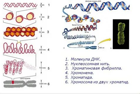 Уровни структурной организации хроматина
