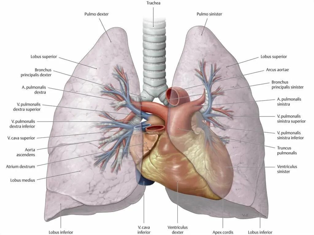 Anatomie d une chute