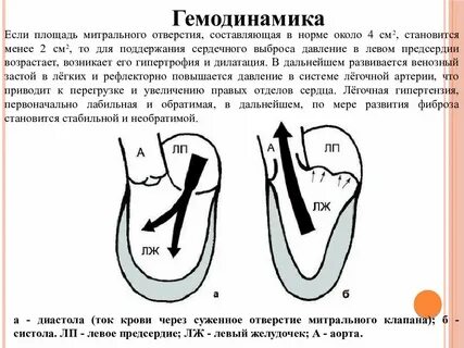 Нормальная гемодинамика