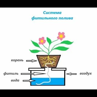Фитильный полив растений