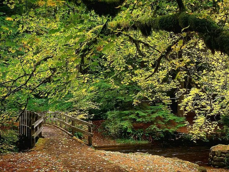 Картинки парк лес. Осень в парке. Картинки парк лес. Картинки парк лес. Парк в лесу.