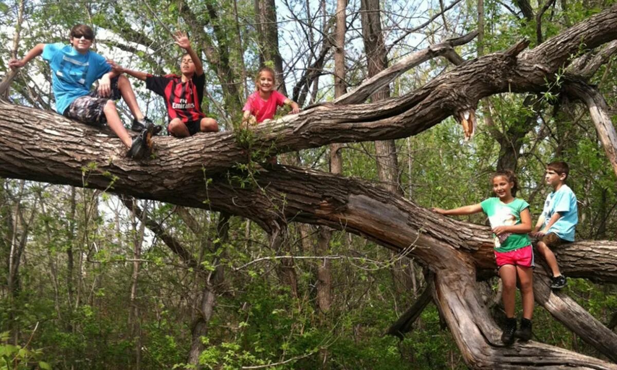 Climb a Tree. Kids Climbing Tree. Mama Bear Climbing Tree. Задание с предлогомиsam is Climbing............... The Tree. Can you climb a tree