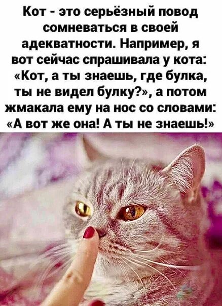 А знаешь кот. Жмакать кота. повод сомневаться. котик с булочкой извините в пробку попал. жми на носик котик.