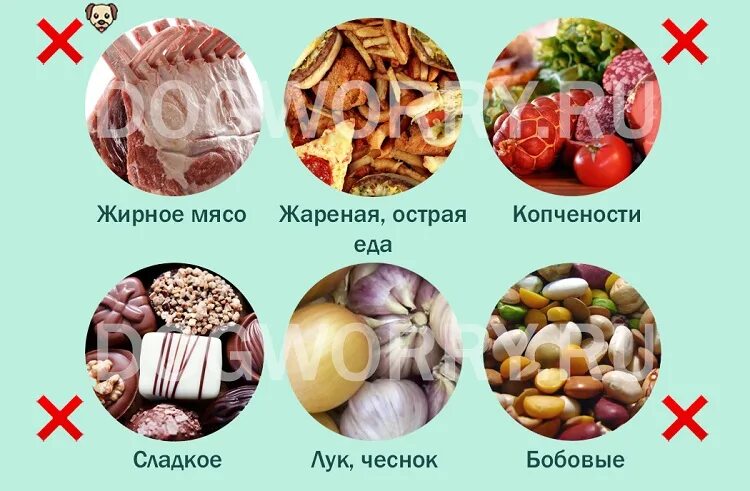 Что можно есть собакам а что нельзя. Рацион пекинеса. пекинесам что нельзя. чем нельзя кормить пекинеса. какие продукты нельзя пекинесу.