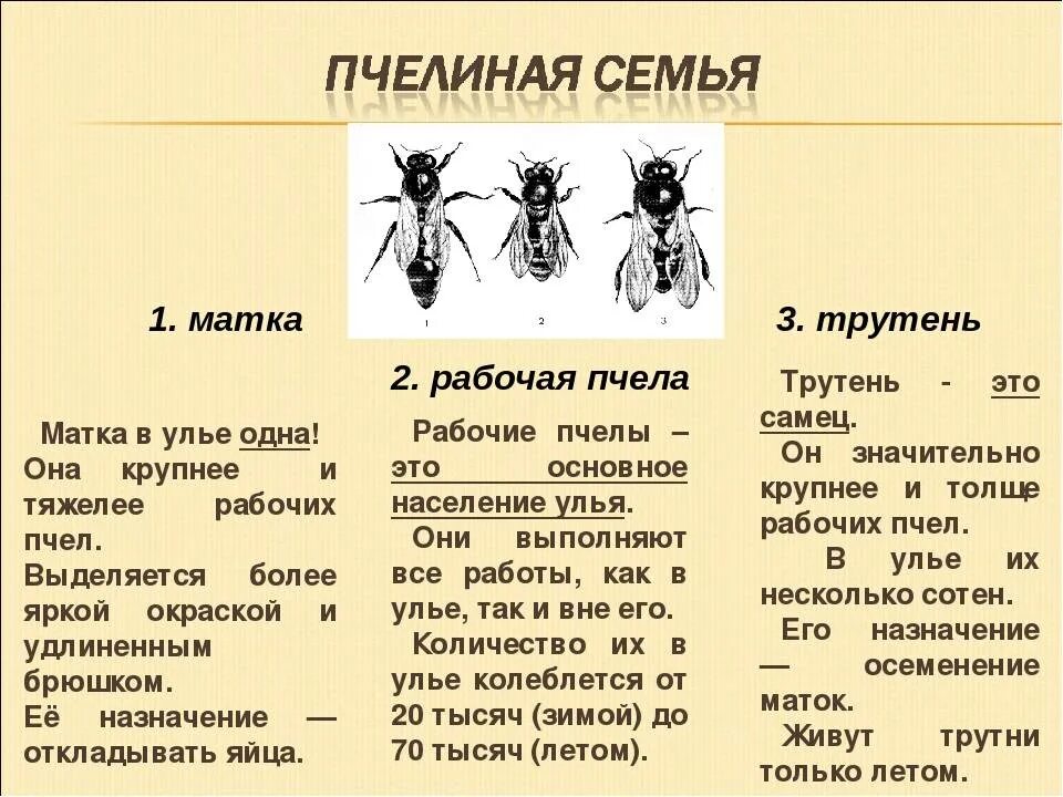 Пчелиная семья состав пчелиной семьи. Структура пчелиной семьи схема. Строение пчелиной семьи трутень. Иерархия пнипиной семьи?.