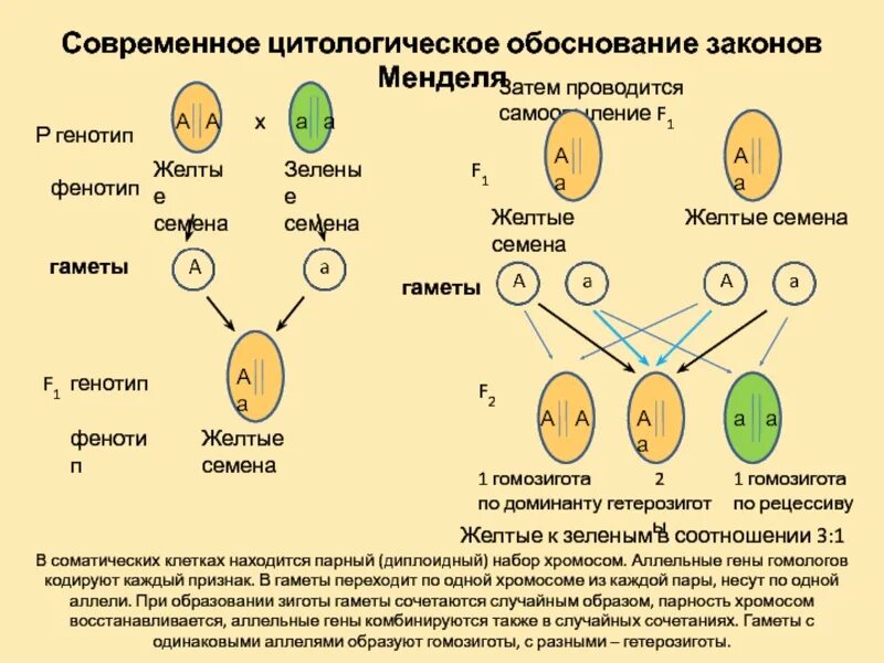 Цитологическое обоснование законов г.Менделя.. Цитологическое обоснование первого закона Менделя. Цитологическое обоснование 2 закона Менделя. Цитологическое обоснование 1 закона Менделя. Организм имеющий аллельные гены