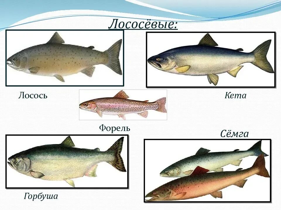 Горбуша семга форель и лосось отличия. Форель горбуша семга лосось разница. Отличия рыбы: кета,горбуша,форель. Горбуша чавыча форель.