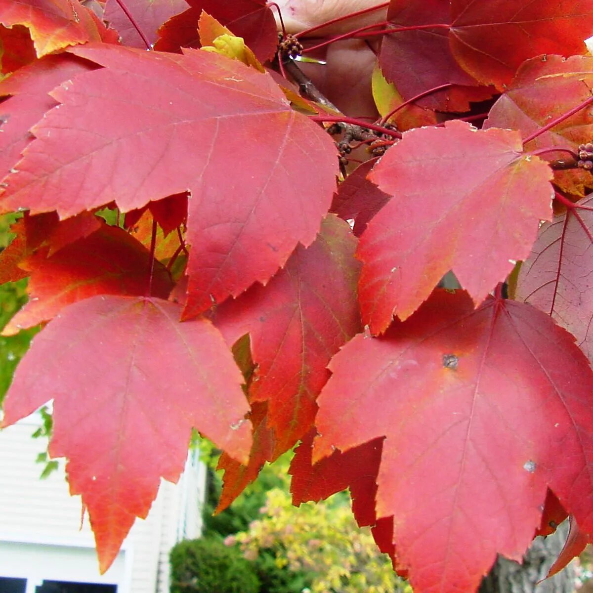 Листья кустов фото с названиями. Acer rubrum (клен красный) 'Red Sunset'. Клен rubrum листья. Acer rubrum лист. Клен ред Сансет листья.