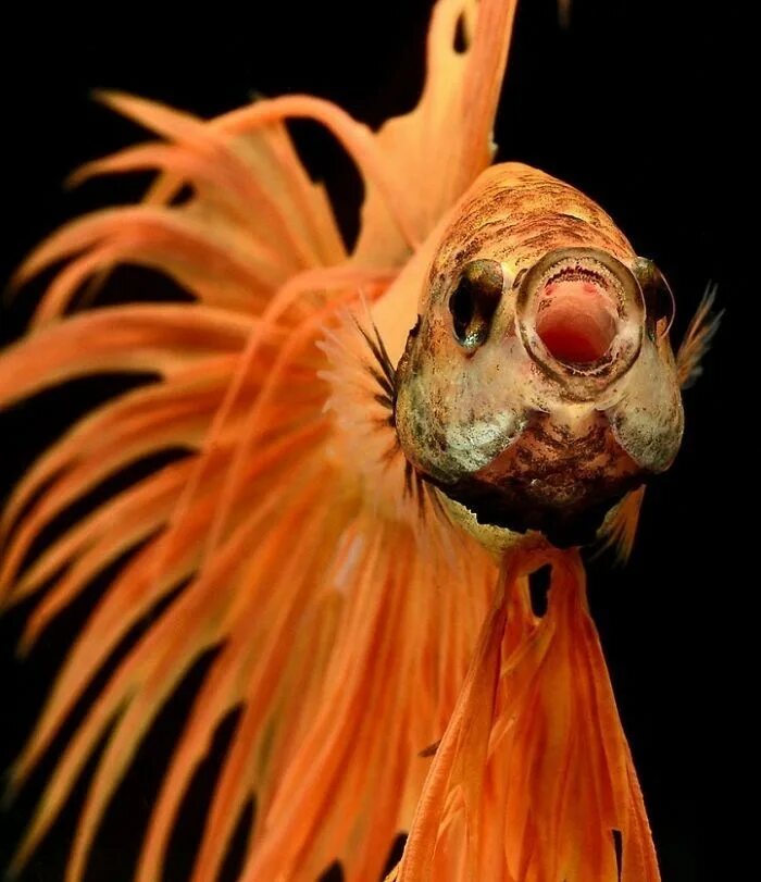 Visarute Angkatavanich. Сиамские бойцовские рыбки. Сиамская Бойцовая рыбка. Бойцовая рыбка аквариумная.