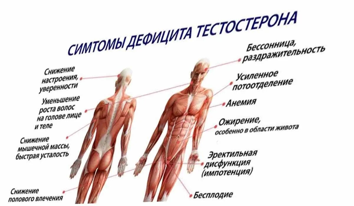 Как быстро повысить тестостерон. Низкий уровень тестостерона. снижение уровня тестостерона. повышение уровня тестостерона. симптомы дефицита тестостерона.