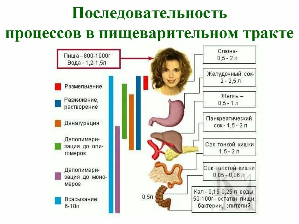 PH В разных отделах пищеварительного тракта. Пять основных процессов пищеварения. Этапы процесса пищеварения в организме человека. Схема процесса пищеварения. Пищеварительный процесс человека