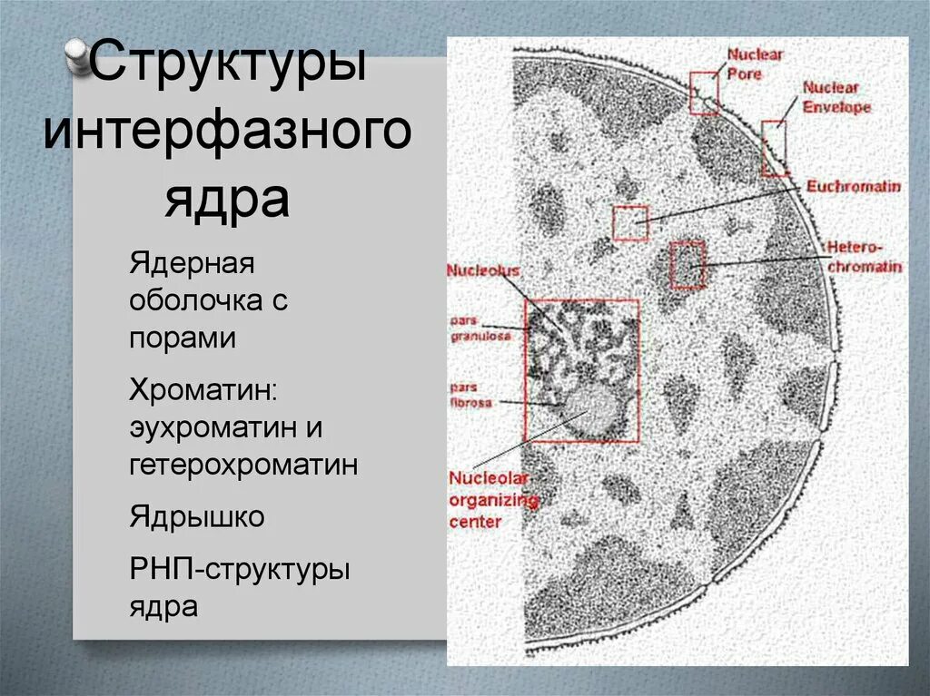 Какие структуры в ядрах содержат днк. Строение ядра интерфазной клетки по электроннограмме. Интерфазное ядро структура. Строение ядра эухроматин гетерохроматин. Структурно-функциональная организация интерфазного ядра клетки..