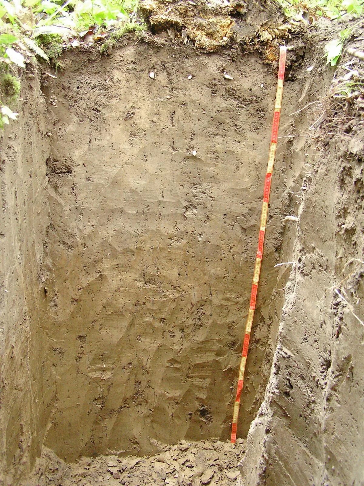 дерново-подзолистые почвы горизонты. мощность дерново подзолистых почв. днрно подзолмстые почвы. строение профиля дерново-подзолистой пахотной почвы. подзолистые и дерново-подзолистые почвы тайги.