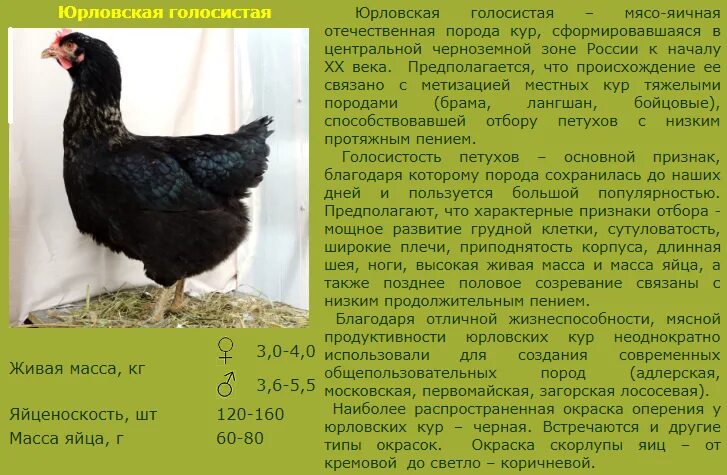 Черное московское описание. Черное московское описание. Черное московское описание. Московский черный петух. Черное московское описание.