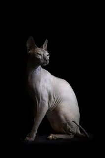 Египетские кошки лысые