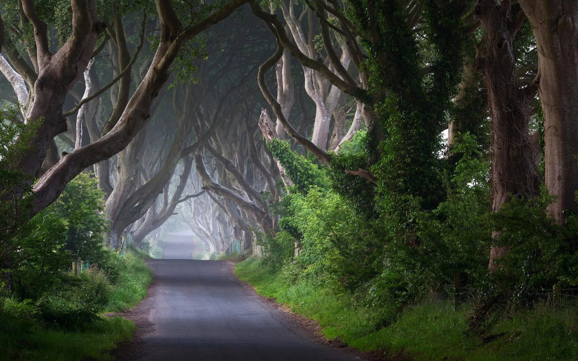 Аллея дарк Хеджес. Темная аллея Северная Ирландия. Дорога среди деревьев. Дорога в сказочный лес.