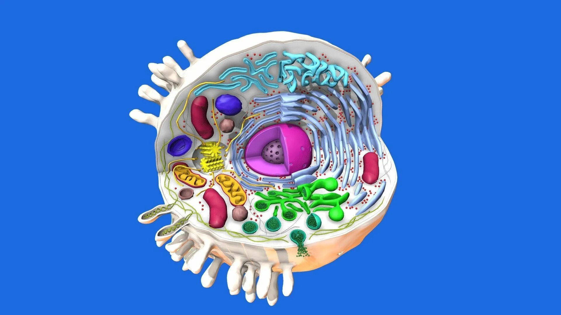 Эукариотическая клетка 3д моделирование. Человеческая клетка. Модель клетки животного. Макет человеческой клетки. Какие клетки живые на препарате