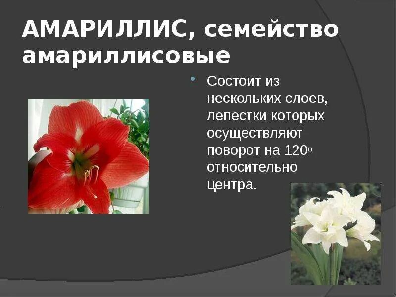 Формула амариллисовых. Формула амариллисовых
