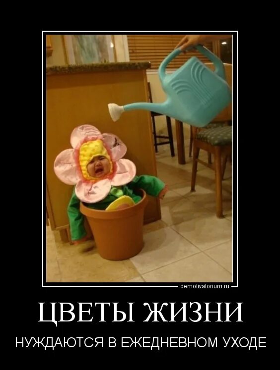 Букет цветов прикольный. Приколы про цветы. Кошка с букетом цветов. Шутки про цветоводов. Анекдоты карикатуры.