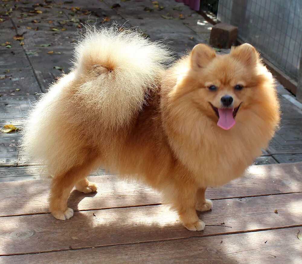 немецкий шпиц средний.