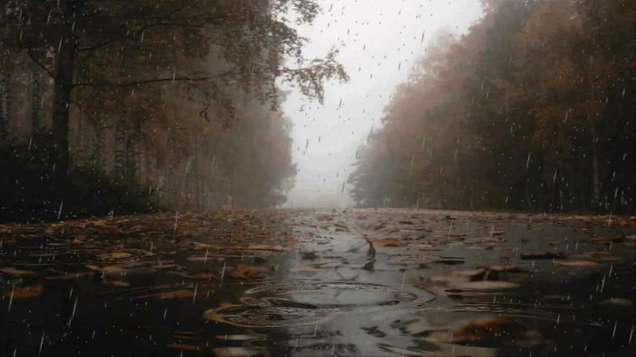 Осенний дождь. Дождливый день. Ливень. Осень дождь. Дождь живая природа