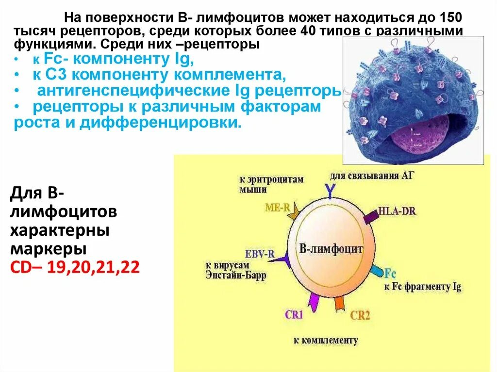 Как обозначаются лимфоциты в крови. B2 лимфоциты. Рецепторы в лимфоцитов иммунология. Функции в2 лимфоцитов. B1 лимфоциты функции.