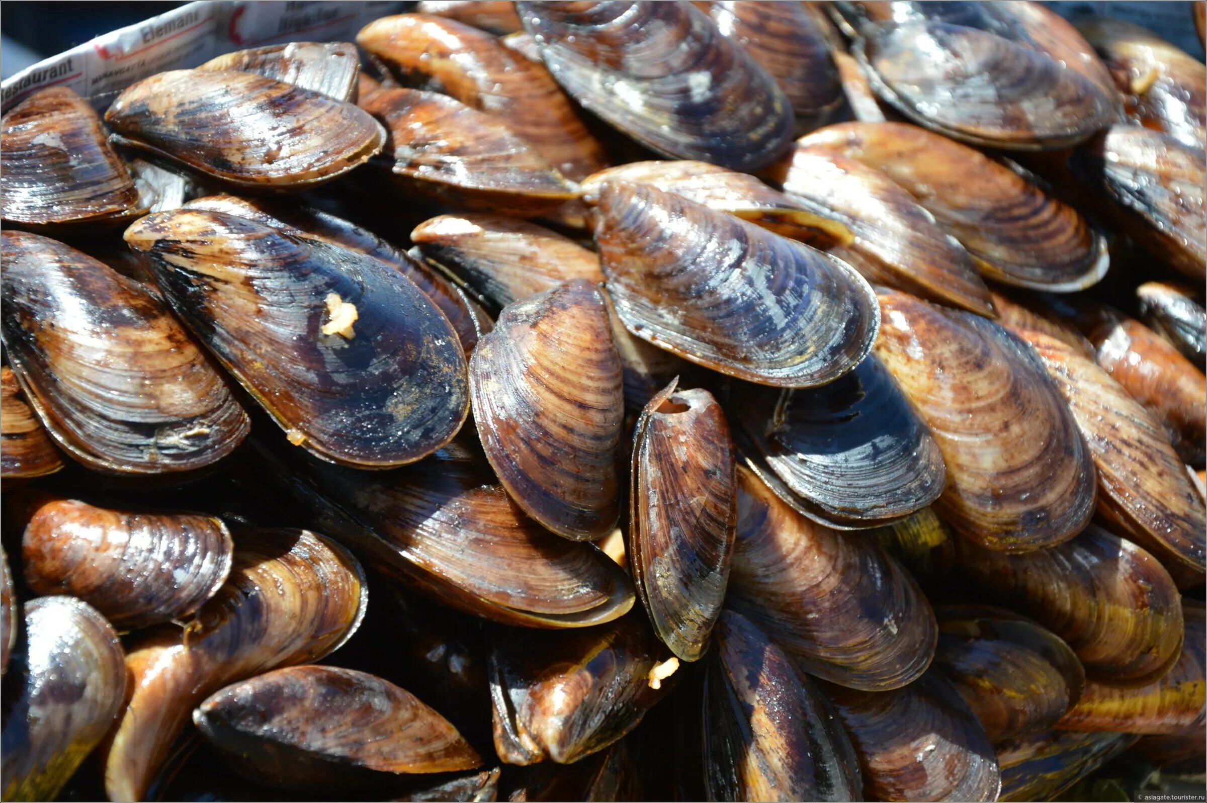 мидии дивноморская ракушка. новозеландские мидии киви. мидия моллюск. черное море мидии+моллюски+устрицы. сибирские мидии.