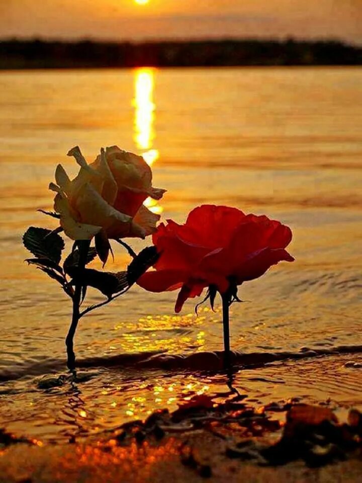 Красота души. Красота души. Стихи жизнь прекрасна и удивительна. Весна любовь. Рассвет жизни.