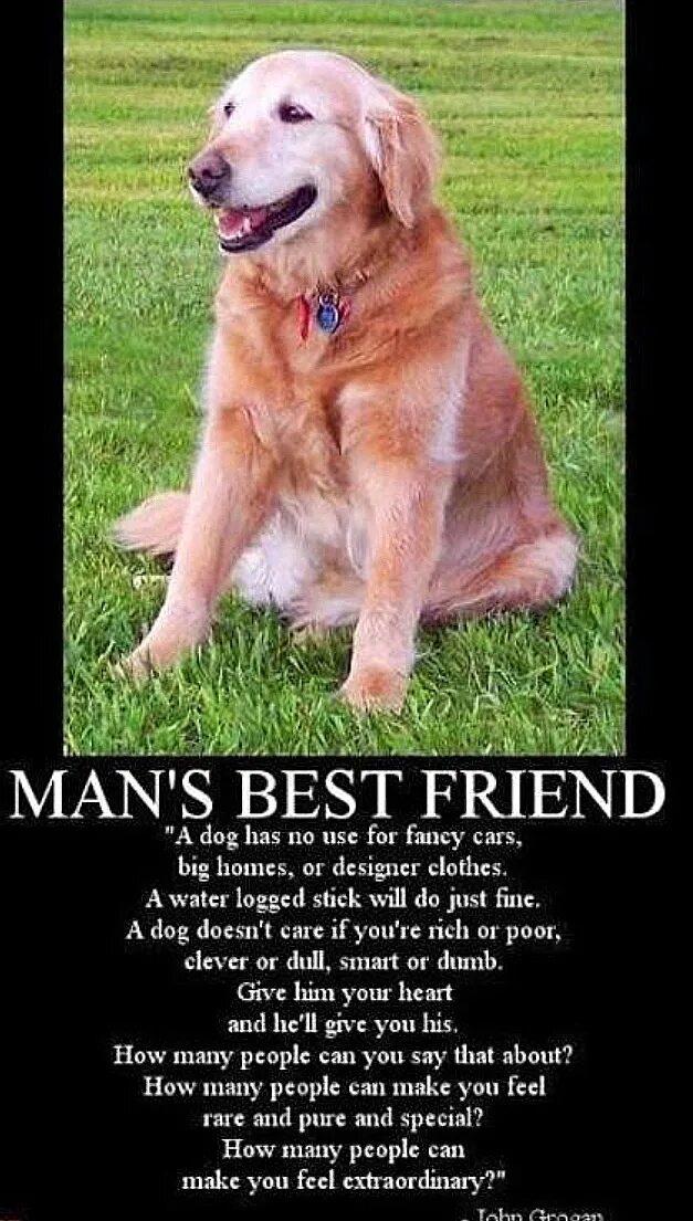 Dogs mans best friends. Best friend Dog. A Dog is your best friend. Best for friend для собак.