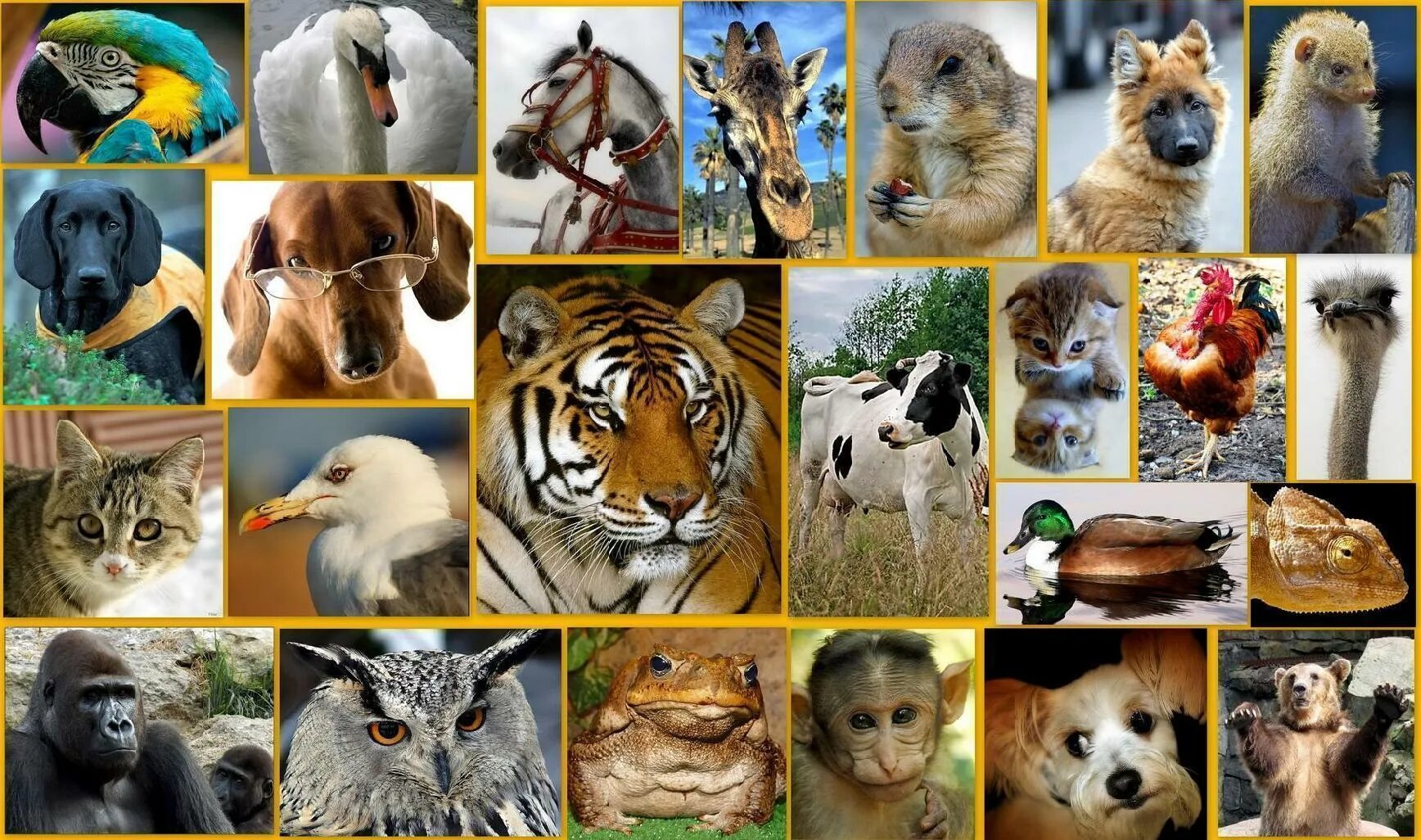 Животные коллаж. Множество разных животных. Много зверей. Животные на одной картинке.
