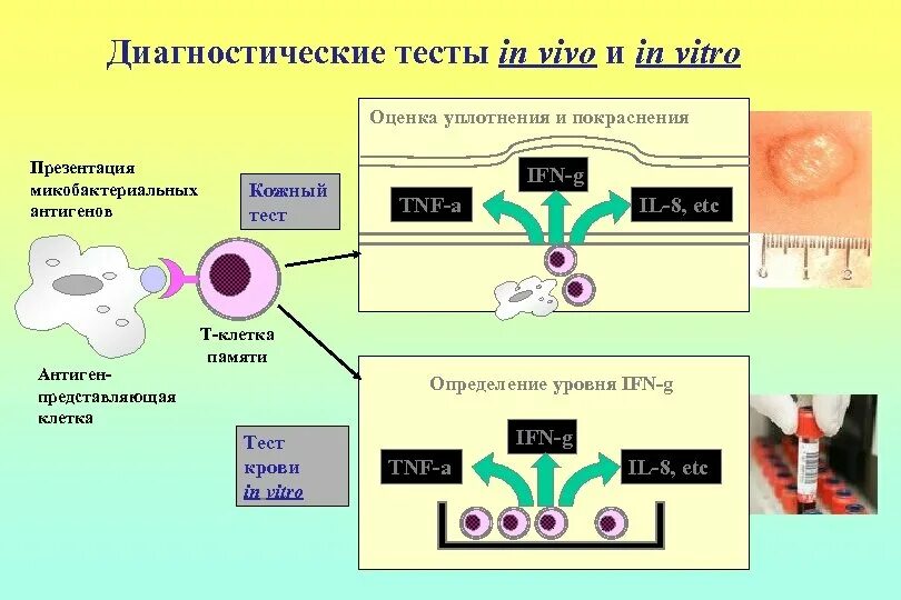 In vitro и in vivo