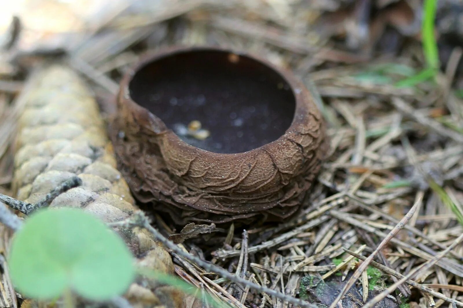 Саркосома шаровидная sarcosoma globosum. Молодильный гриб саркосома. Молодильные грибы саркосома. Молодильные грибы саркосома. Гриб саркосома.