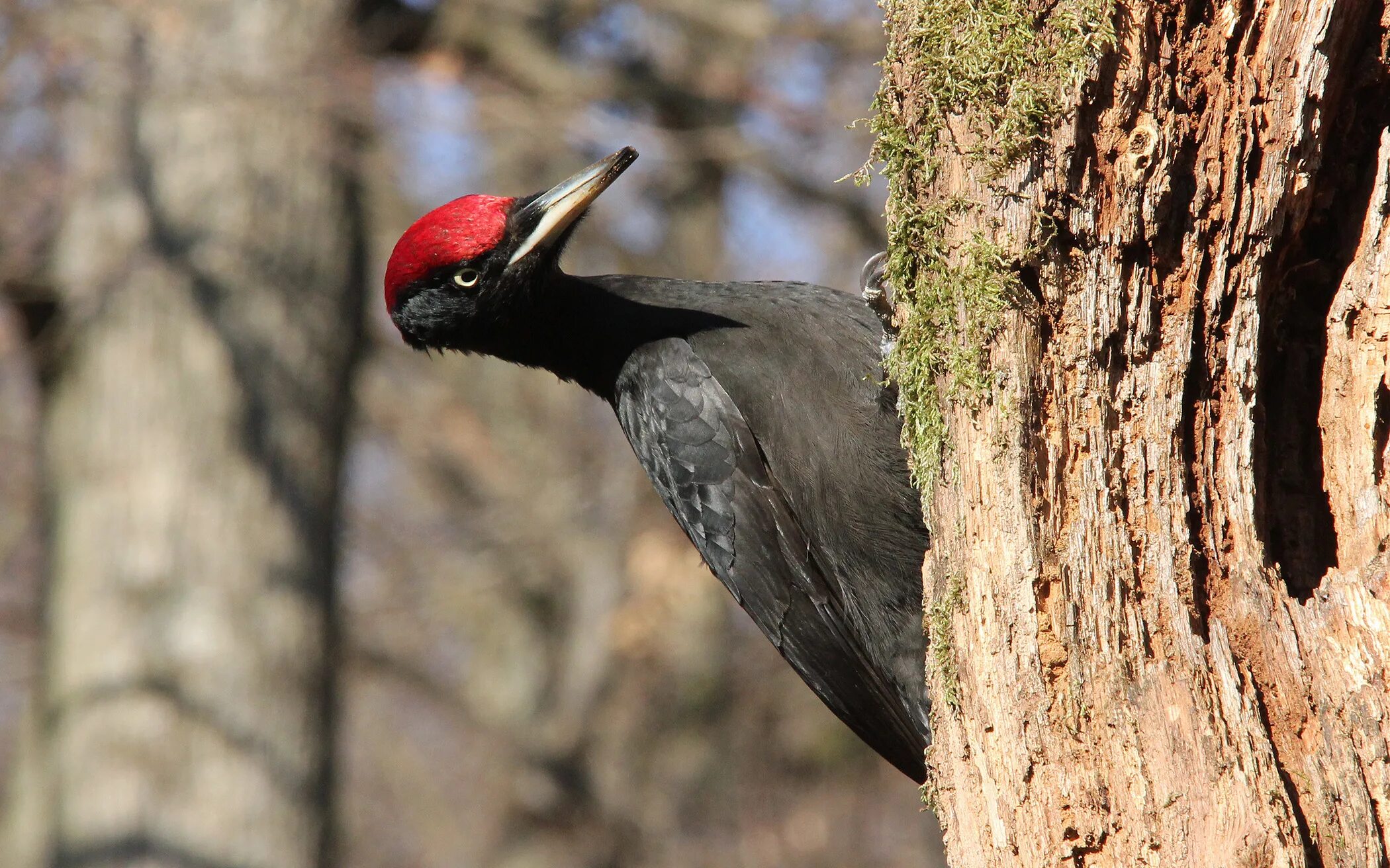 черный дятел в алом берете