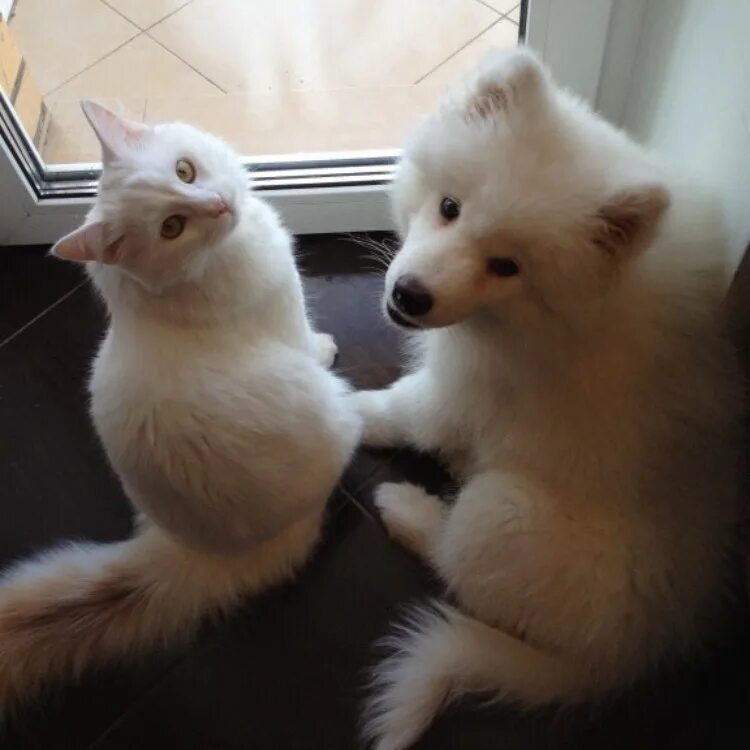 Котенка лайка малыш. Самоед и кот. самоедская лайка и кот. самоед и котенок. самоедская лайка кутята.
