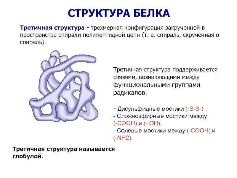 Третичная структура данная структура. Третичная структура белка дисульфидные связи. третичная структура белка строение. третичная структура структура белка. третичная структура белка состав.