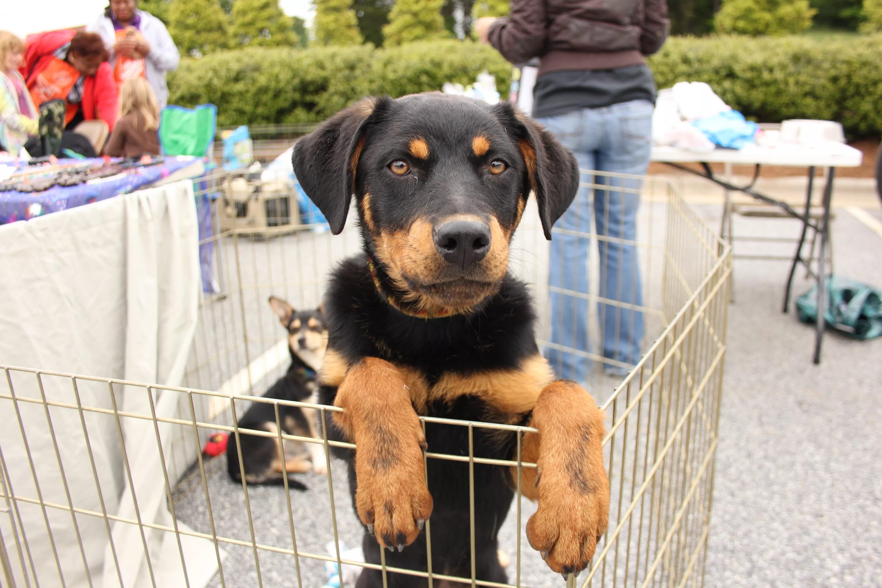 Pets event. Приют Тимошка Москва. Event Pet. Pet adoption Management System. Hundreds of local adoptable Pets need Forever Homes.