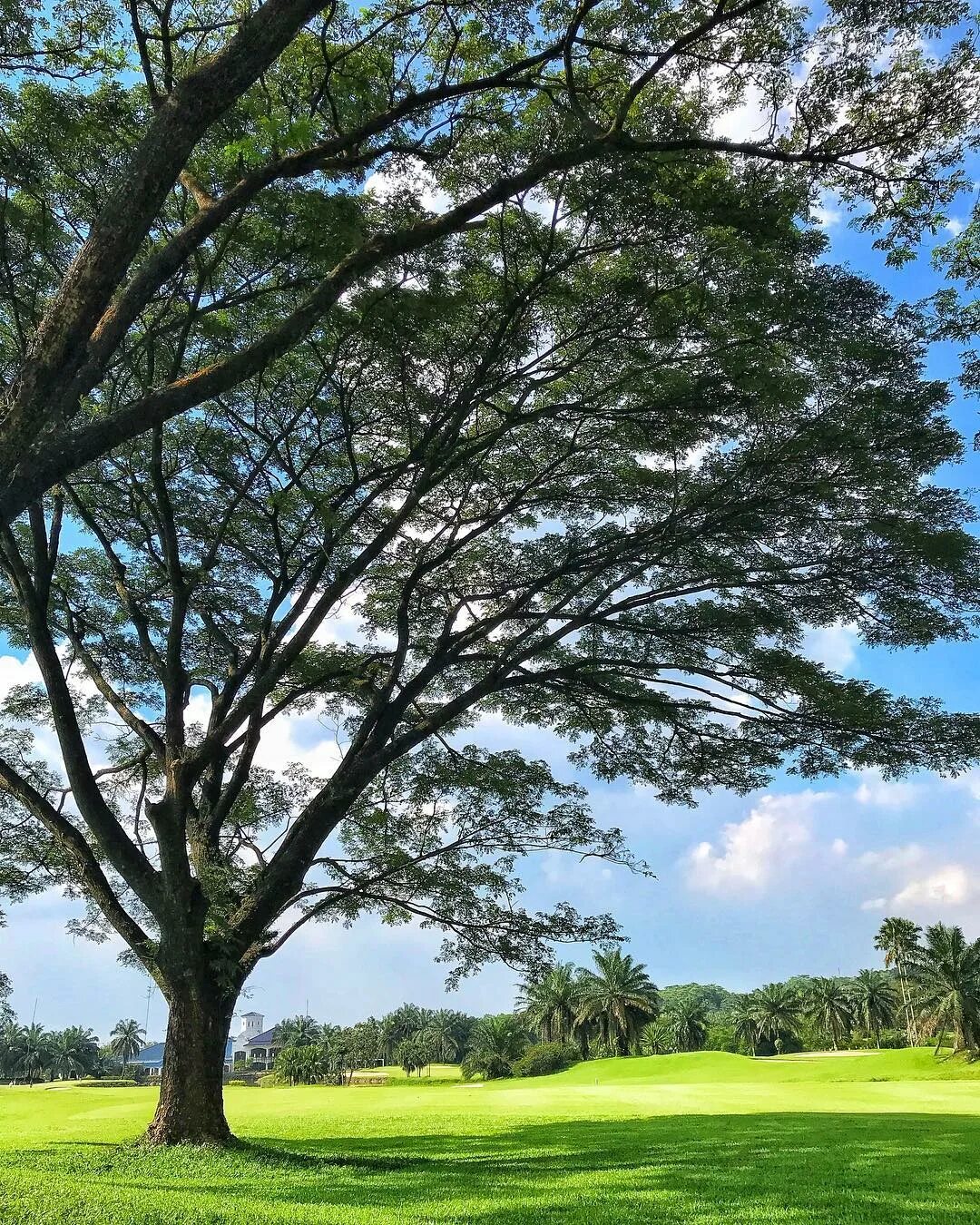 Tree course. Tree course. Tree course. Тинг китайский сад. Фон вашингтонского леса с полем.