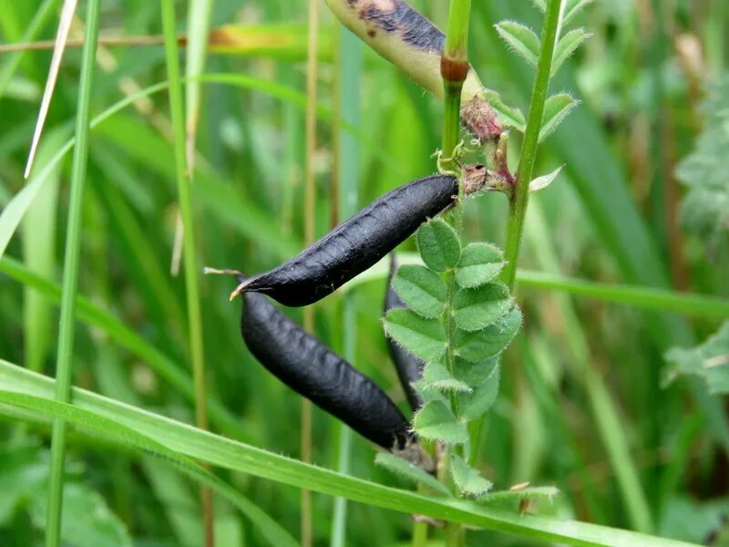 Горошек мышиный (Vicia cracca). Горошек мышиный (Vícia crácca). Мышиный горошек семена. Горошек мышиный (Vicia cracca l.). Дикий горох