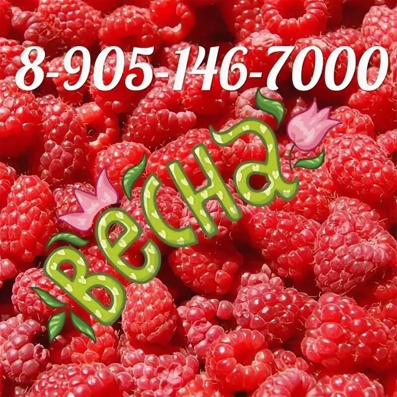 Заставка на рабочий стол малина. Малинки дифчонку картинку. Малинка 20. Малинки малинки. Модульная картина сладости.