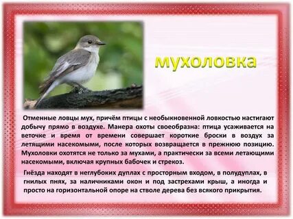 Описание птицы мухоловки