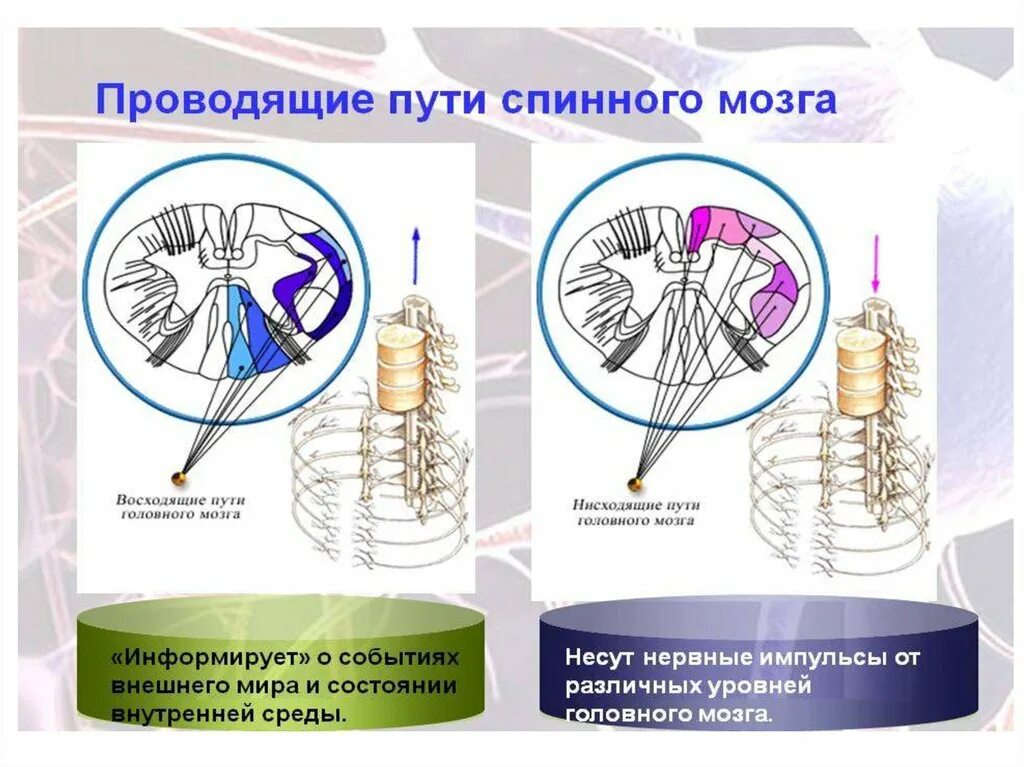 Нисходящий нервный путь. Восходящие проводящие пути спинного мозга. Нисходящие проводящие пути спинного мозга. Функция спинного мозга Проводящая восходящие пути. Проволящие путь спинного мозга.