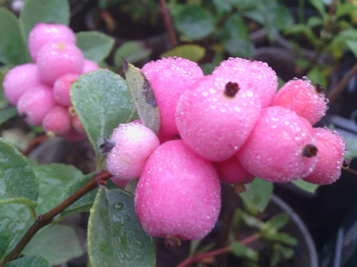 фрукты розового цвета. розовые ягоды. голубика садовая pink lemonade. какая ягода розовая. голубика пинк лимонад.