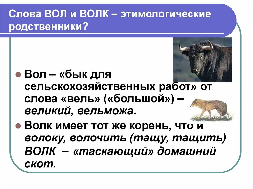 Этимологические загадки. Этимологические родственники. Слово вол. Этимологические родственники слова.