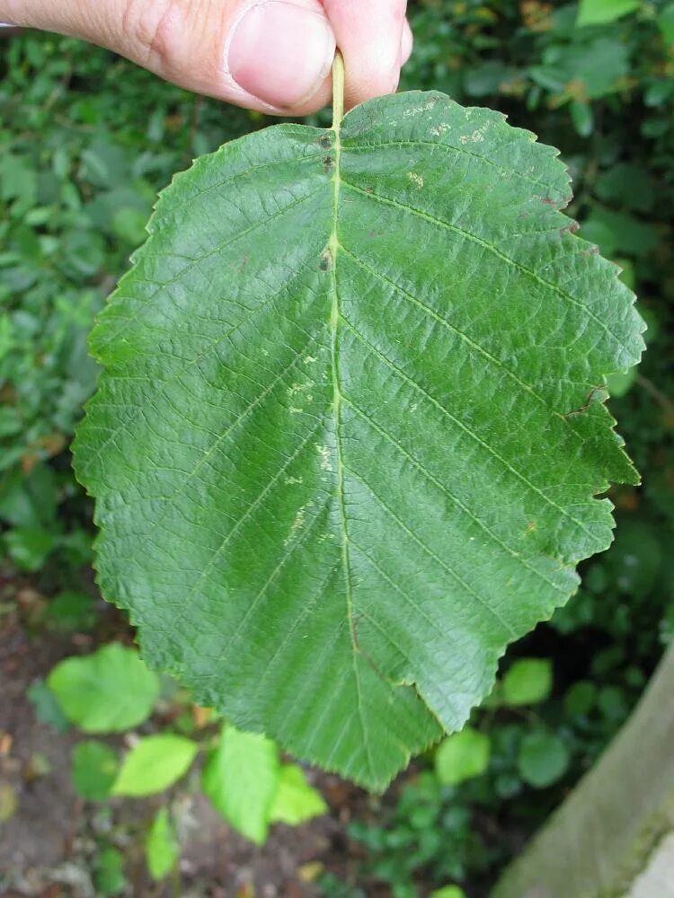 Форма листьев ольха. Ольха бородатая. alnus incana. ольха серая alnus incana. ольха сердцевидная.